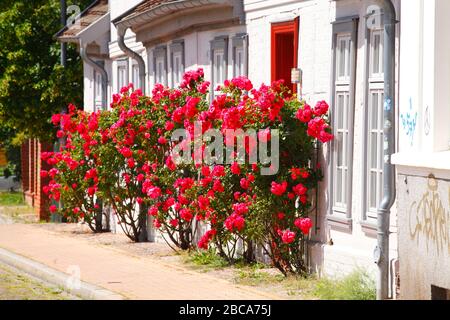 Schelfstadt mit weißem Fachwerk und Kletterrosen am Schweinemarkt, Mecklenburg-Vorpommern, Deutschland, Europa Stockfoto