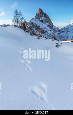 Fußabdrücke von Berghare auf dem Schnee, im Hintergrund die Schar von Stria, falzarego Pass, doles, belluno, veneto, italien Stockfoto