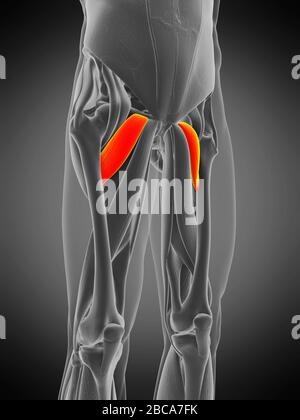 Musculus Pectineus, Abbildung. Stockfoto