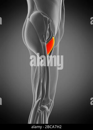 Musculus Pectineus, Abbildung. Stockfoto