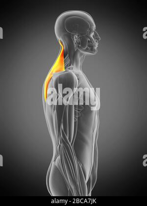Musculus Trapezius, Abbildung. Stockfoto