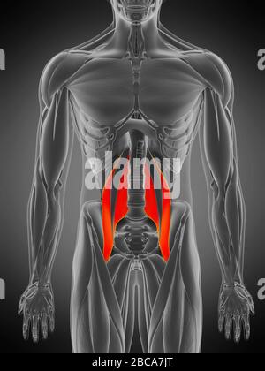 Muskel psoas Major, Abbildung. Stockfoto