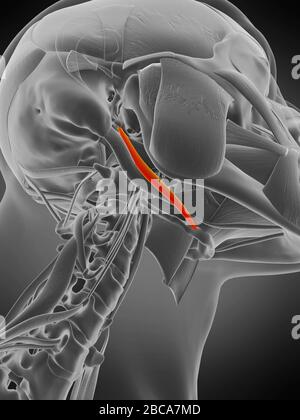 Musculus Stylohyoid, Abbildung. Stockfoto