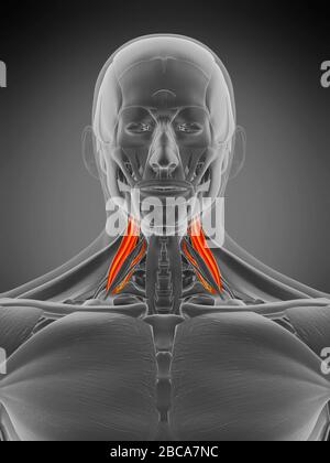 Mittelmuskel Scalene, Abbildung. Stockfoto