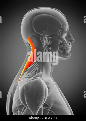 Musculus splenius kapitis, Abbildung. Stockfoto