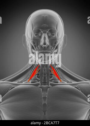 Musculus Scalene anterior, Abbildung. Stockfoto