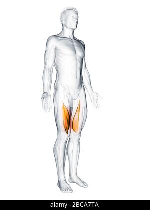 Musculus vastus medialis, Abbildung. Stockfoto