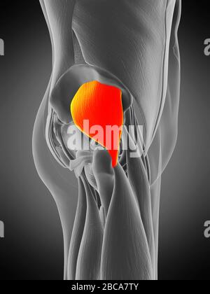 Musculus gluteus minimus, Abbildung. Stockfoto