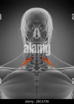 Musculus scalene posterior, Abbildung. Stockfoto