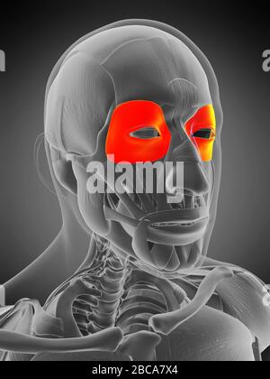 Musculus orbicularis oculi, Abbildung. Stockfoto