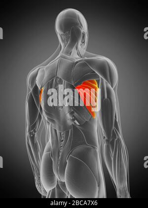 Musculus serratus anterior, Abbildung. Stockfoto