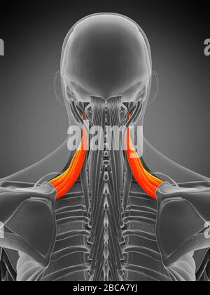 Musculus scapularis Levator, Abbildung. Stockfoto