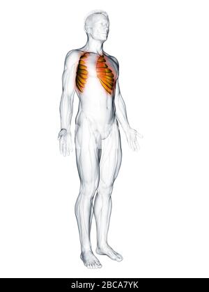 Musculus serratus anterior, Abbildung. Stockfoto