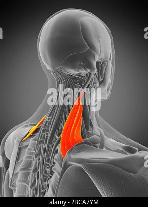 Musculus scapularis Levator, Abbildung. Stockfoto