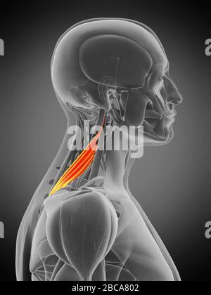 Musculus scapularis Levator, Abbildung. Stockfoto