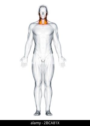 Musculus sternocleidomastoid, Abbildung. Stockfoto