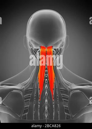 Musculus semispinalis capitis, Abbildung. Stockfoto