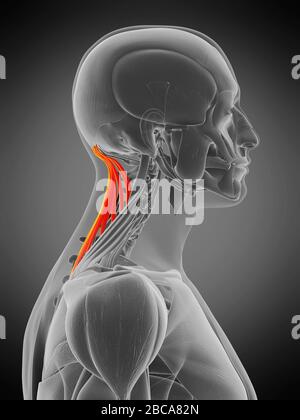 Musculus semispinalis capitis, Abbildung. Stockfoto