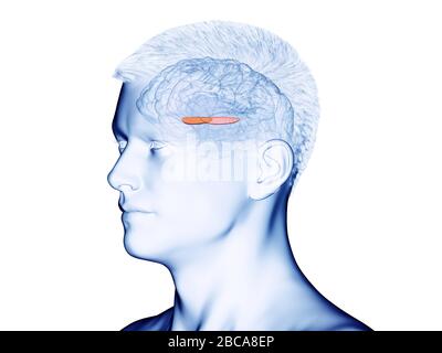 Medialer Globus pallidus, Illustration. Stockfoto