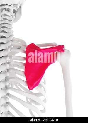 Schulterblatt, Abbildung. Stockfoto