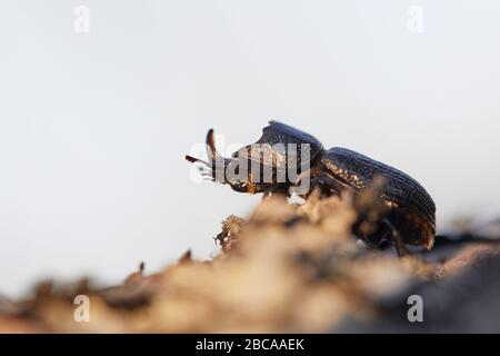 Nashorner Hirschkäfler, Sinodendron cylindricum Stockfoto