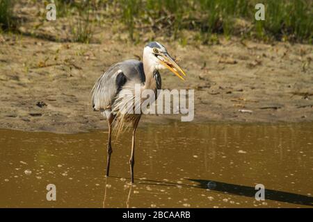 Great Blue Heron mit Mittagessen. Stockfoto