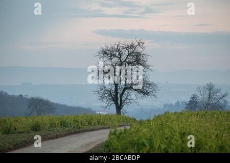 Baum auf einer Schuttstraße, im Hintergrund der Schwäbische Jura. Stockfoto