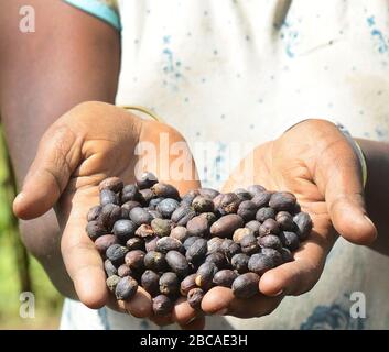 Kaffeebohnen werden sortiert und auf Trockenbetten in Tega&Tula-Kaffeeanwesen in der Region Kaffa in Äthiopien getrocknet. Stockfoto