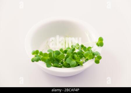 Brokkoli Mikrogrünsprossen sind ein Super-Essen in einem einfachen weißen Gericht isoliert Stockfoto