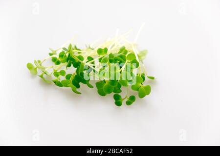 Brokkoli Mikrogrüns sprießen Gesundheitsnahrung isoliert auf weißem Hintergrund Stockfoto