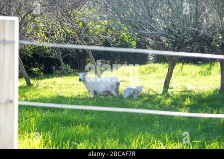 Schaf - Ewe und Lamm im Frühjahr auf dem Feld hinter dem Zaun in Neuseeland, Neuseeland Stockfoto