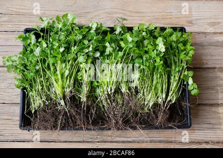 Cilantro- oder Korianderkraut frisch geerntet mit schlammigen Wurzeln und grünen Blättern und Holzhintergrund Stockfoto