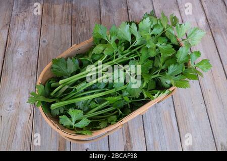 Selleriestängel und Blätter frisch aus dem Garten in rustikaler Holztrasse Stockfoto