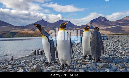 King Penguins Fortuna Bay Südgeorgien Stockfoto