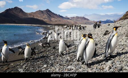 King Penguins und Antarktis fur Seal Pups, Fortuna Bay South Georgia Stockfoto