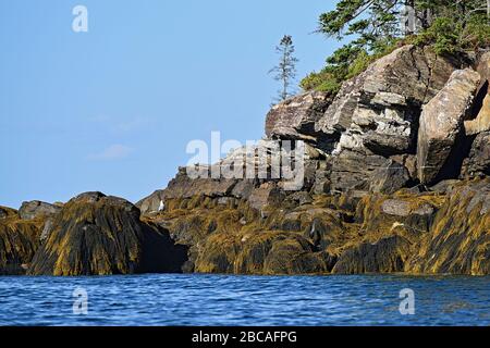 Seegras bedeckte Felsen an der Küste von maine im acadia Nationalpark in der Nähe von Bar Harbor mit Möwe auf einem Felsen thront. Stockfoto