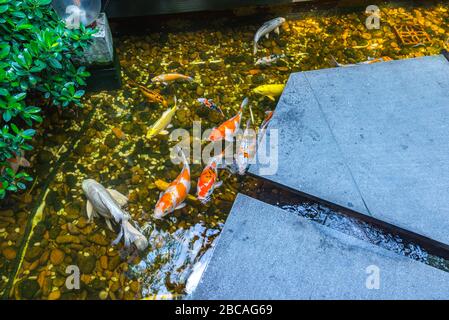 Bunte Koi-Karps oder Koi-Fische schwimmen im Teich Stockfoto
