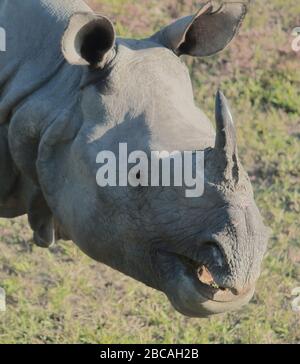 Ein männliches indisches einhorniges Nashorn oder mehr ein hornes Nashorn im Kaziranga-Nationalpark, das im Grasland von Terai gefunden wurde Stockfoto