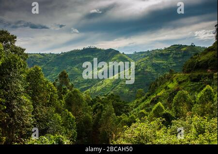 Bwindi Impenetrable Forest Refuge, Uganda. Bwindi liegt im Nordwesten Ugandas und ist ein Paradies für die Berggorillas. Stockfoto