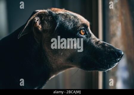 Australischer Kelpie-Hund im Haus, der nach draußen schaut Stockfoto