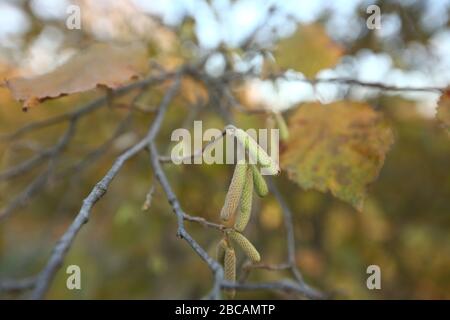 Die Haselnussblüten hängen aus einem Haselnussstrauch als Vorboten des Frühlings . Haselnussohrringe an einem Baum gegen einen blauen Herbsthimmel . Grüne männliche Blumen Stockfoto