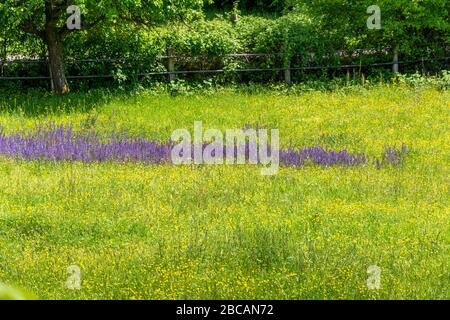 Deutschland, Baden-Württemberg, Pfinztal, blühende Wiese im Frühjahr. Stockfoto