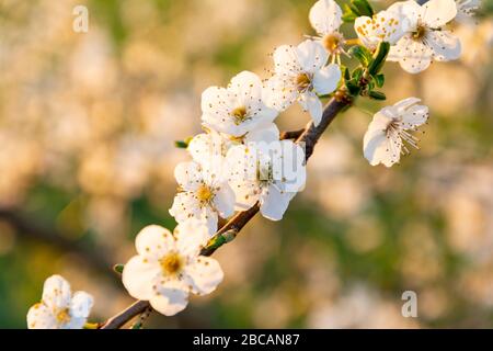 Blühender Kirschbaum verzweigt sich im Abendlicht. Stockfoto