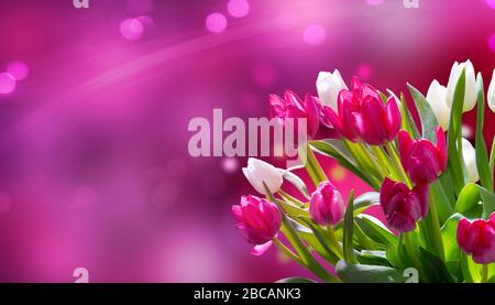 Tulpen vor pinkfarbenem Bokeh-Hintergrund Stockfoto