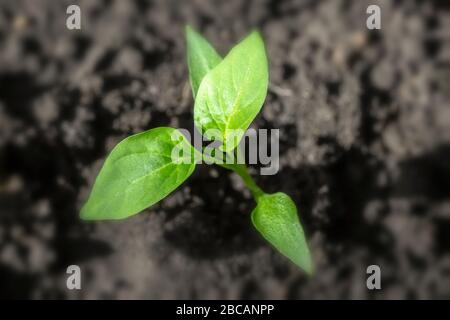 Der erste Sämling, der vor der Bepflanzung im Garten sprießen sollte. Stockfoto