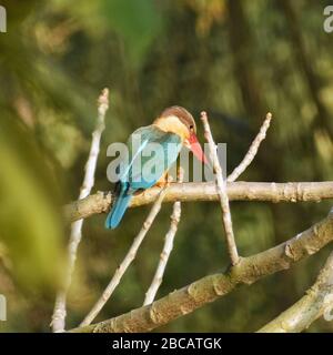 Ein bunter Storch, der Eisvogel auf einem Ast sitzt, um seine Beute zu fangen Stockfoto