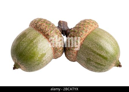 Zwei getrocknete Eicheln isoliert auf weißem Grund. Pfad zum Schließen Stockfoto