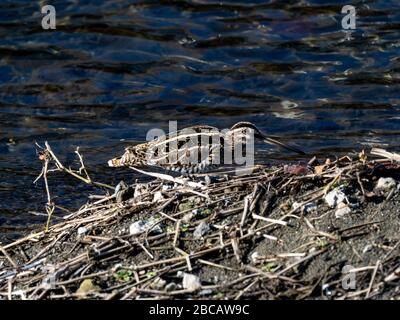 Eine gewöhnliche Schnecke, Gallinago gallinago, steht im Pinsel neben dem Hikiji-Fluss in Yamato, Japan. Stockfoto