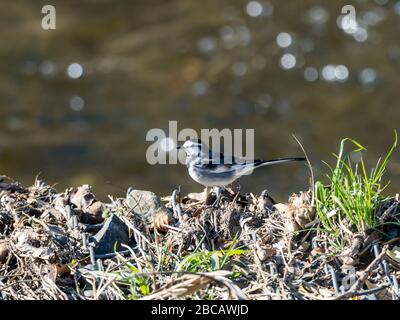 Ein Schwarzrückenschwanz, Motacilla alba Lugens, eine ostasiatische Unterart des Weißschwanz, jagt auf einem Felsen in der Nähe des Flusses Hikiji in Kanagaw nach Insekten Stockfoto