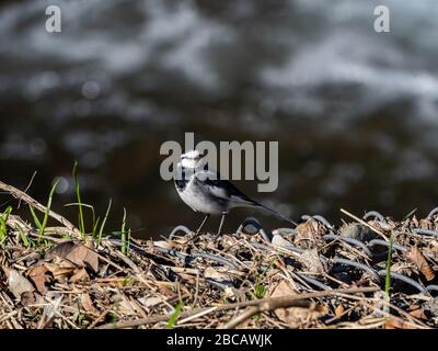 Ein Schwarzrückenschwanz, Motacilla alba Lugens, eine ostasiatische Unterart des Weißschwanz, jagt auf einem Felsen in der Nähe des Flusses Hikiji in Kanagaw nach Insekten Stockfoto